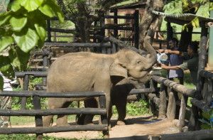 Остров Шри-Ланка — райское место для слонов