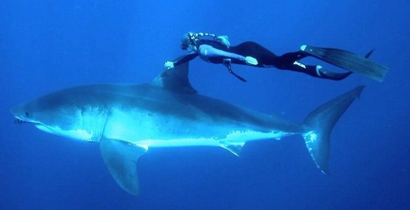 Защита от акул -  миф или реальность?