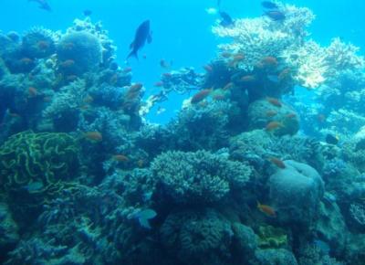 коралловый риф в Эйлате